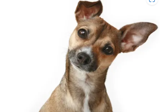 Know the signs of a curious dog and how to manage canine behaviors.
