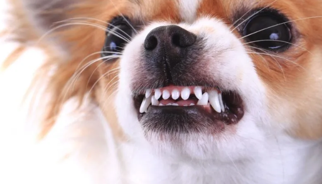 Canine Aggression - signs and what they mean.