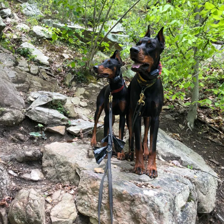 Hiking with Dogs