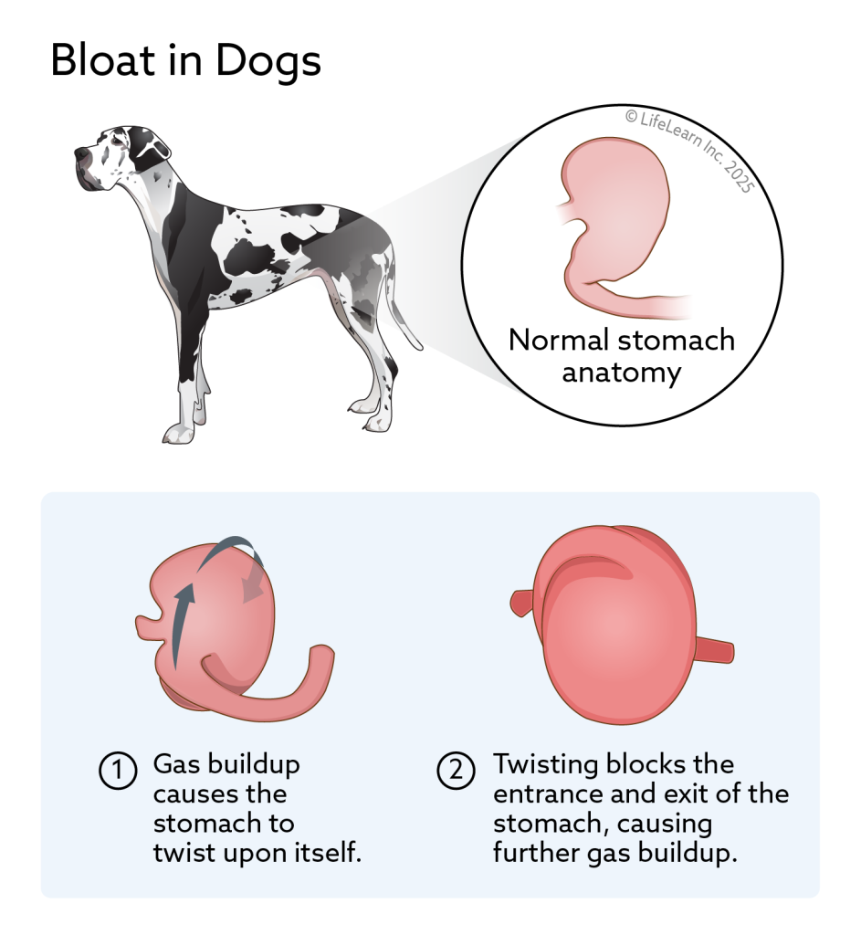Graphic depicting a dogs stomach and reason for Bloat. 